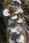 Trametes hirsuta