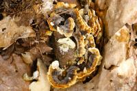 Trametes versicolor