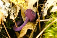 Laccaria amethystina