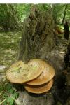 Polyporus squamosus