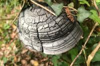 Fomes fomentarius