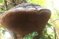 Fomes fomentarius