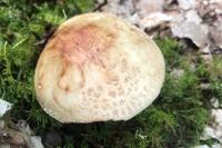 Amanita rubescens