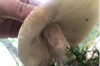 Amanita rubescens