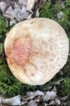 Amanita rubescens