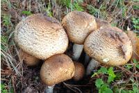 Agaricus augustus