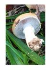 Stropharia coronilla