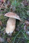 Boletus edulis