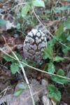 Coprinopsis picacea