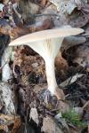 Infundibulicybe gibba