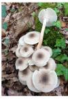 Armillaria mellea