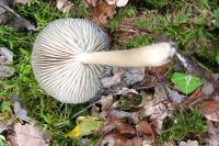 Megacollybia platyphylla