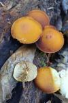 Gymnopilus penetrans