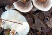 Trametes versicolor