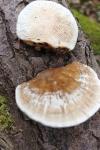 Polyporus tuberaster