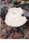 Polyporus tuberaster