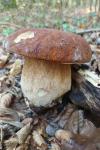 Boletus edulis