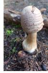 Chlorophyllum rhacodes