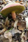 Xerocomellus chrysenteron
