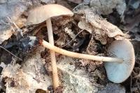 Collybia dryophila