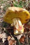 Hemileccinum impolitum