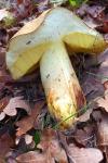 Hemileccinum impolitum