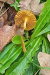 Bolbitius titubans