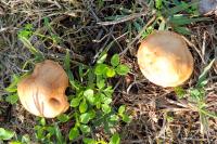 Marasmius oreades
