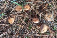 Marasmius oreades
