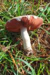 Agaricus campestris