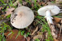 Leucoagaricus barssii