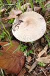 Leucoagaricus barssii