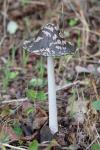 Coprinopsis picacea