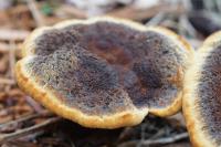 Phaeolus schweinitzii