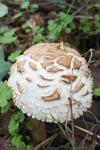 Chlorophyllum rhacodes