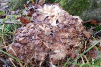 Dendropolyporus umbellatus