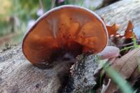 Auricularia auricula-judae