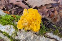 Tremella mesenterica