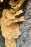 Laetiporus sulphureus