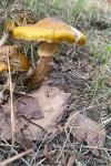 Armillaria mellea