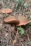 Suillellus luridus