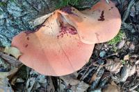 Fistulina hepatica