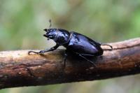 Lucanus cervus