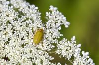 Cteniopus sulphureus