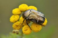 Potosia cuprea