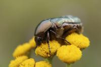 Potosia cuprea