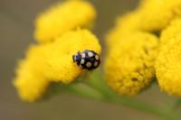 Coccinula quatuordecimpustulata