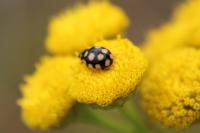 Coccinula quatuordecimpustulata