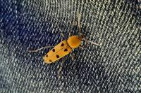 Chlorophorus glabromaculatus