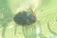 Hyphydrus aubei